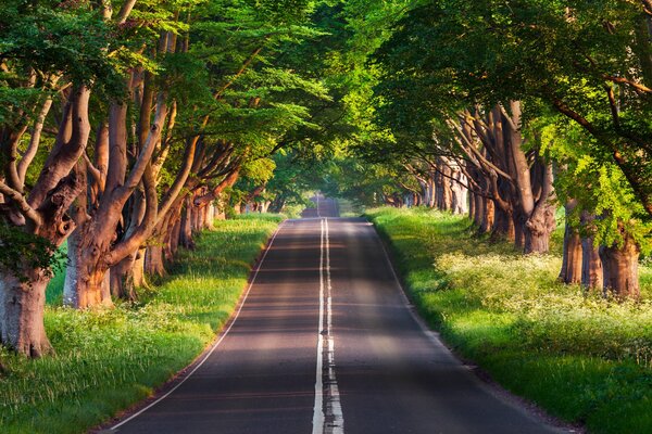 Road Summer Nature Park