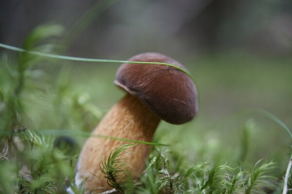 Autumn mushroom picking