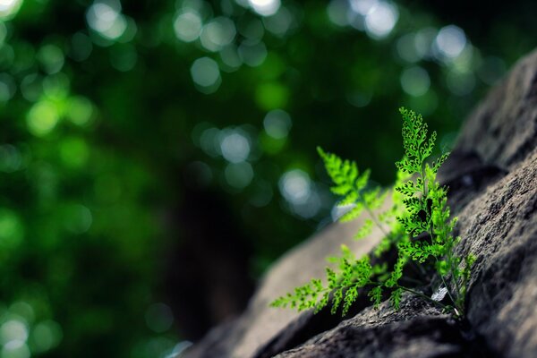 A fern making its way through the rocks