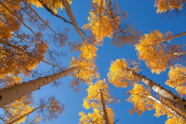 Autumn sky with aspen trunk