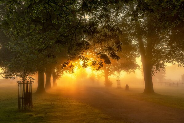 The morning light of the sun in the park
