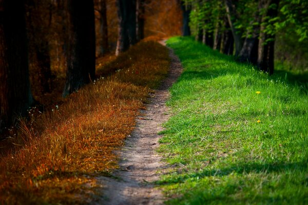 Im Herbst im Park und im Wald spazieren gehen