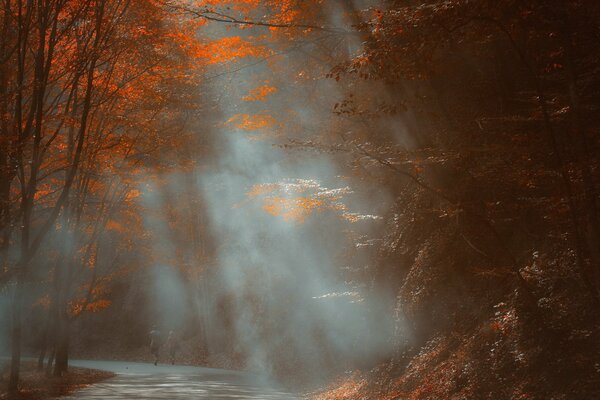 Matin brumeux dans la forêt