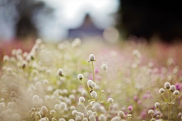 Blooming clover in the morning light