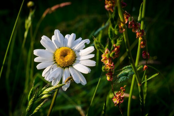 Camomille blanche cachée dans l herbe