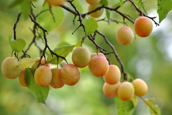 Reife Früchte in Trauben auf Zweigen
