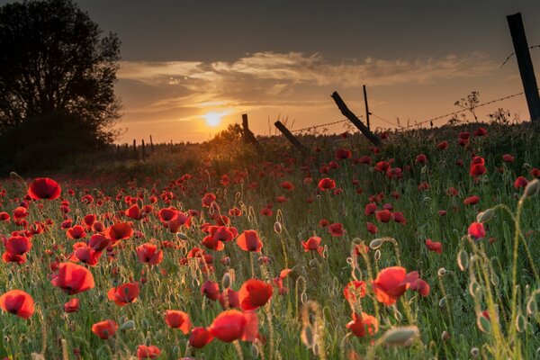 Red poppies at sunset