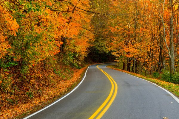 La route de la belle et dorée automne