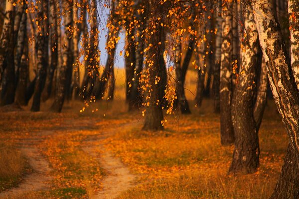 La belleza del otoño es tan misteriosa y tan hermosa