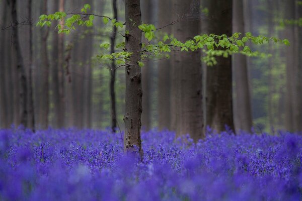 Forest lilac meadow of flowers