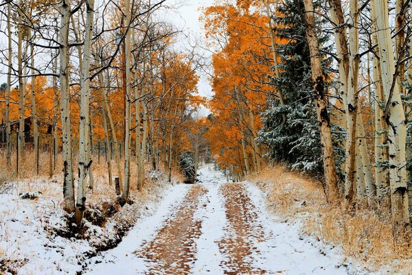 Forest road in late autumn