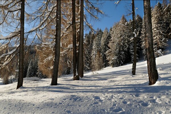 Winterhang im verschneiten Wald