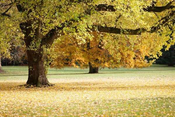 L automne est venu avec des couleurs vives