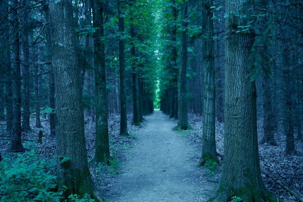 Waldweg zum Licht