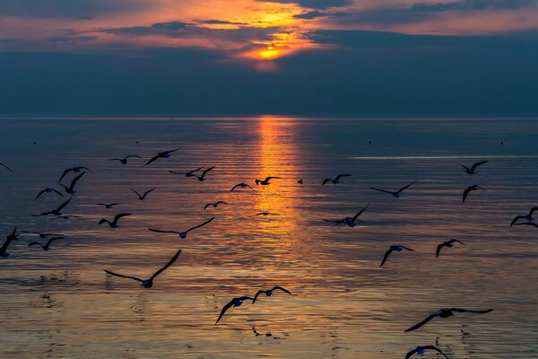 Mouettes sur fond de coucher de soleil et lac Suisse