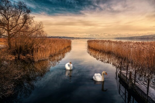 I cigni si preparano per l inverno e galleggiano lungo il fiume