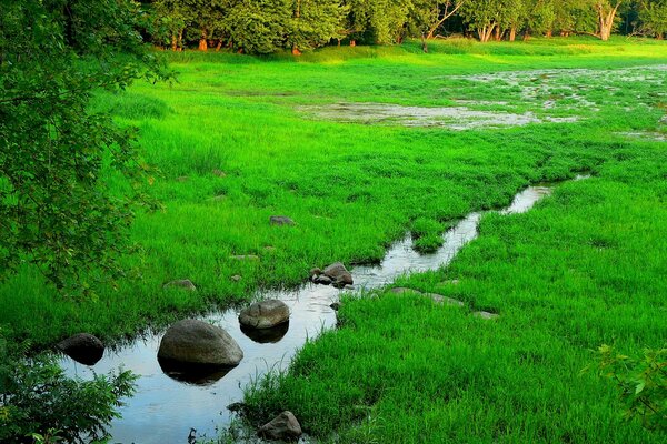 Ein Bach, der im grünen Gras läuft