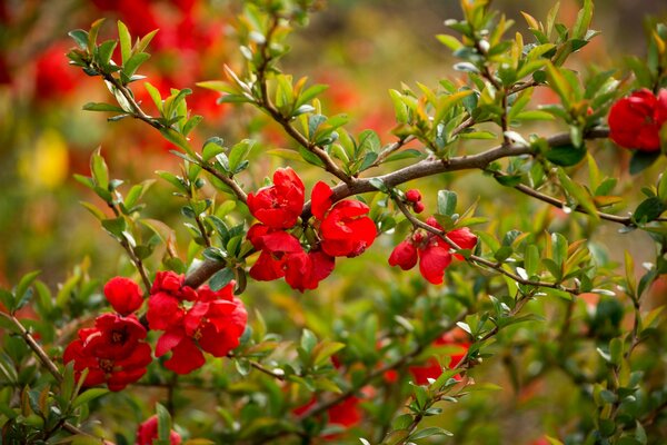 Bellissimi fiori di mela cotogna su un ramo