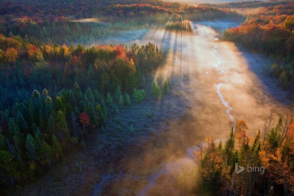 Autumn forest from a bird s-eye view at sunset