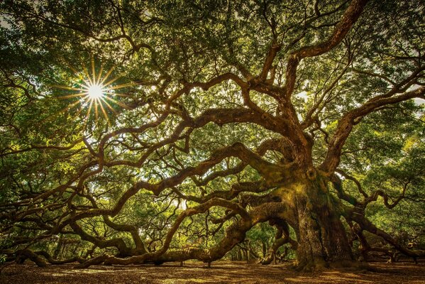 Ein alter Baum im Wald an einem sonnigen Tag