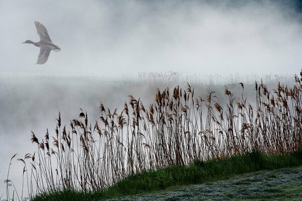 Pato en la niebla en cañas en el río