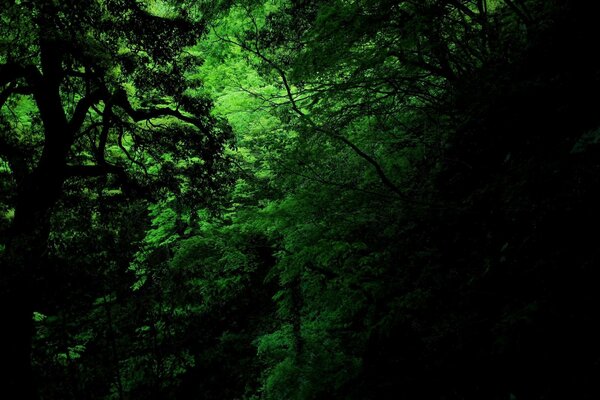 Wild, dark, mysterious forest