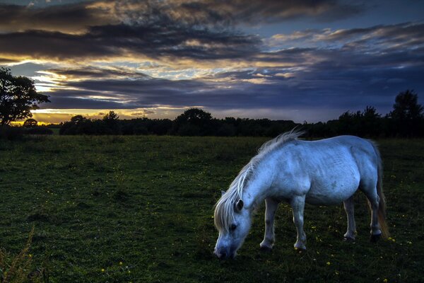 Caballo blanco pastando en el campo nocturno