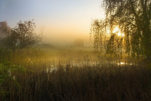 Schilf und Baum mit Teich im Nebel