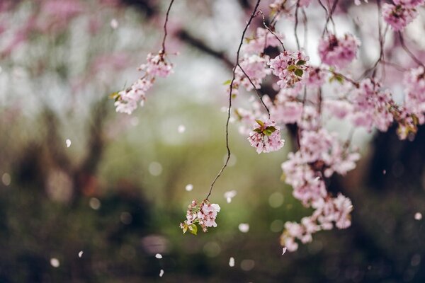 Herabfallende Blütenblätter einer zarten Sakura