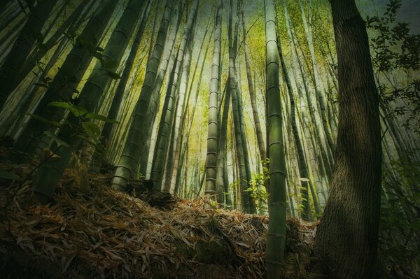 Hoher grüner Wald aus Bambus