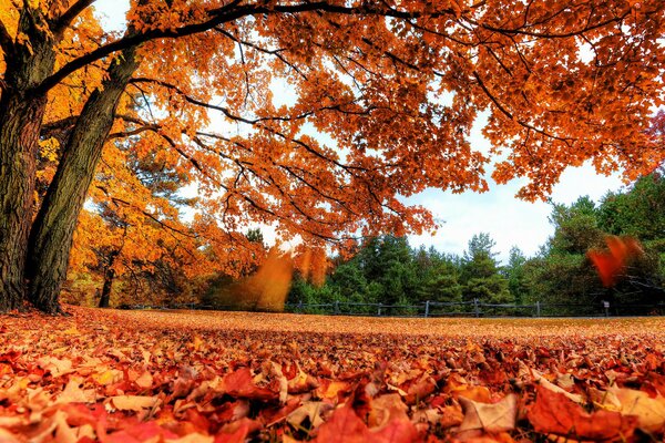 Herbstlandschaft gelbe Blätter