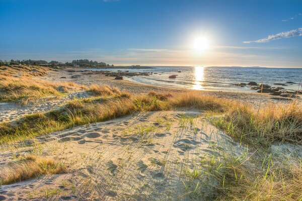 Sandy beach high grass