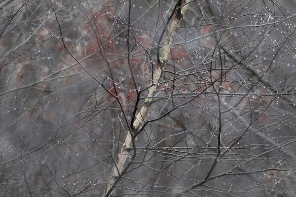 Raindrops stuck between the branches