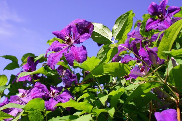 Purple flowers wallpaper