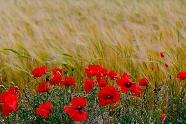 Coquelicots nature été herbe