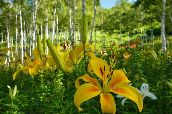 Frühlingsblüte der Kräfte der Natur