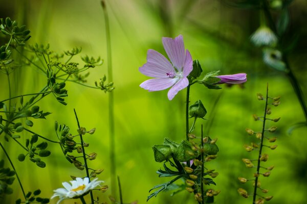 Waldblumen und Kräuter in Makroaufnahmen