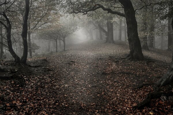 A foggy alley in a dark forest