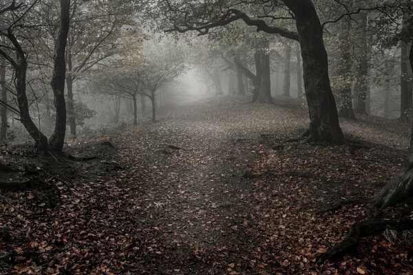 Callejón de niebla en el bosque oscuro