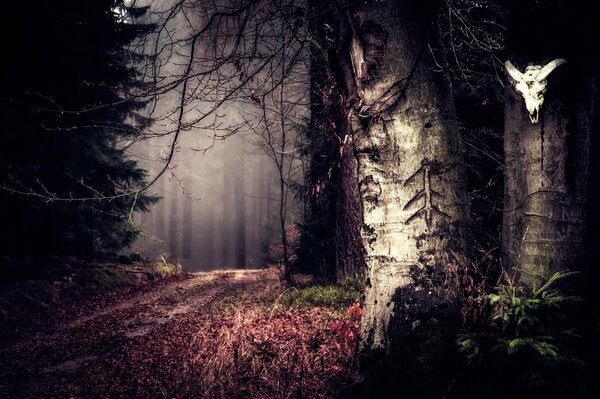 Bosque secreto con camino al vacío