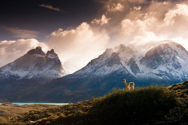 Lama en el fondo de las montañas y la estepa