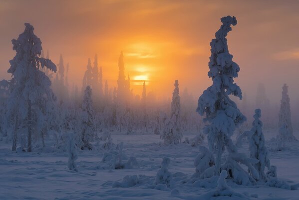 Fabulosos árboles de Navidad fuertemente nevados contra un amanecer amarillo brumoso