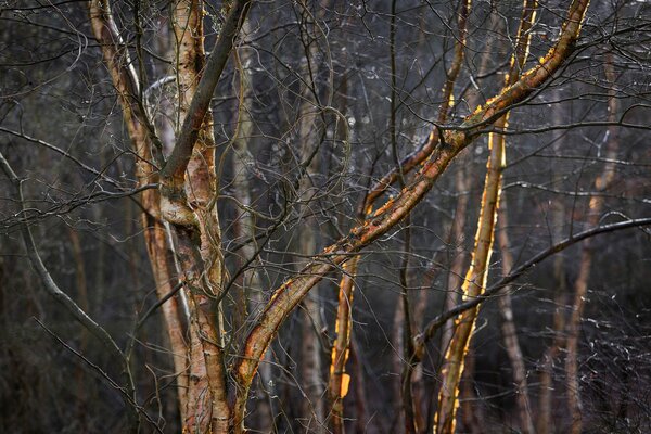 Fotografía de ramas de árboles iluminadas por el sol