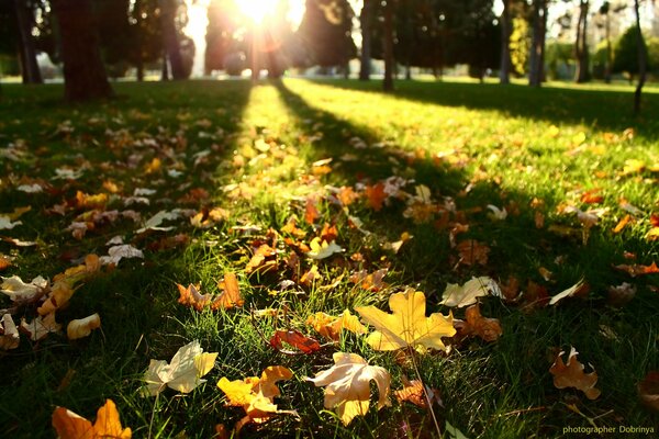 Autumn leaves on the green grass