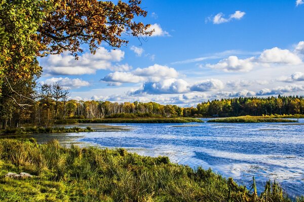 Ufer des Waldflusses