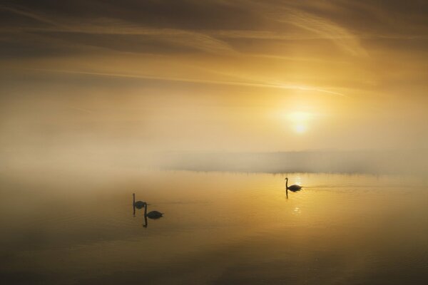 Schwäne am See im Morgennebel