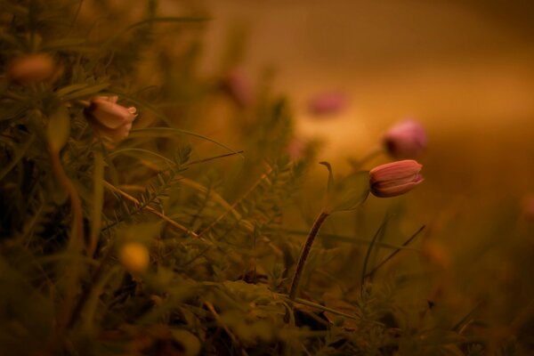 Kleine zarte Blüten im Moos