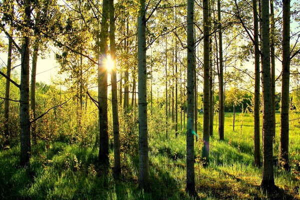 Wanderung durch Pilze und Beeren in den Wald