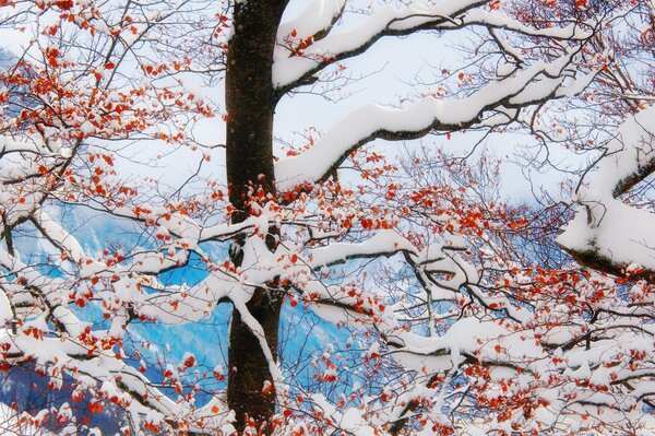 Auf den Ästen der Bäume im Winter gefrorene Beeren