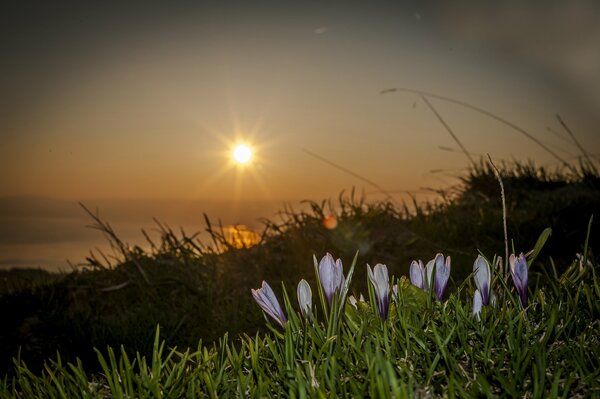 Grandes fleurs au coucher du soleil